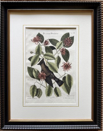 click for detailed image Seligmann Catesby XCII.jpg